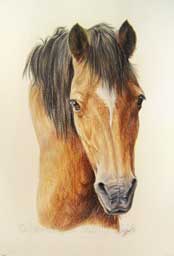 Portrait questre du Poney VANAIS